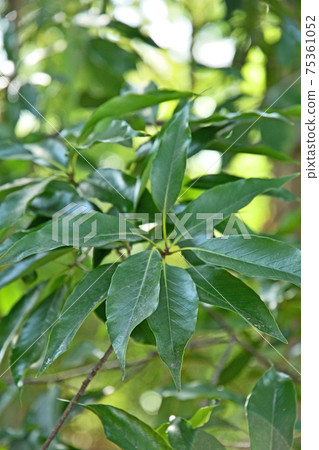 Tree: Quercus acuta, Fagaceae Tree: Quercus acuta, Fagaceae 75361052