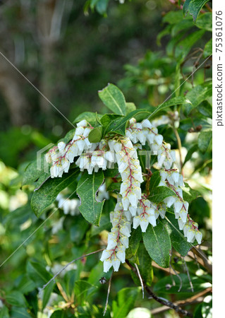 樹：Acetobiaceae 75361076