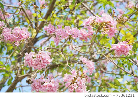 Chompoo Pantip (Tabebuia rosea, Pink Trumpet tree) Chompoo Pantip (Tabebuia rosea, Pink Trumpet tree) 75361231