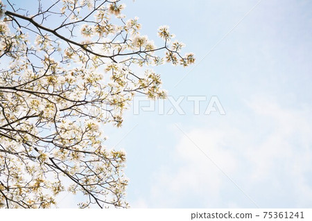 Thai Sakura, Chompoo Pantip 75361241