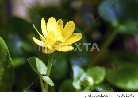 春暖花開的琉球 春暖花開的琉球 75361545