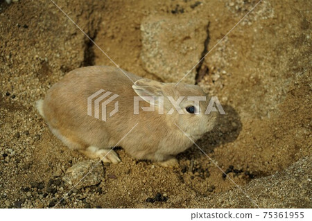 Rabbit on the soil 75361955