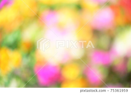 淡色，黃色花，花田，背景材料的圖像 75361959