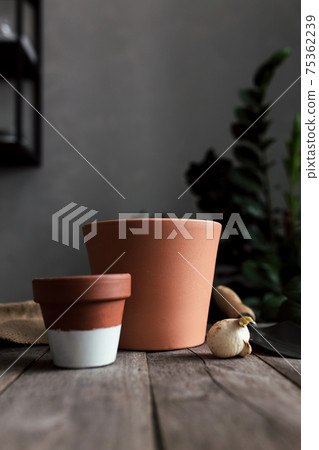 Ceramic pots on an old gray wooden table, tulip bulbs Ceramic pots on an old gray wooden table, tulip bulbs 75362239