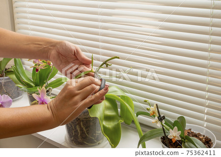 Woman caring for plant Phalaenopsis orchid, cutting young orchid from Mother-plant, transplanting plant. 75362411