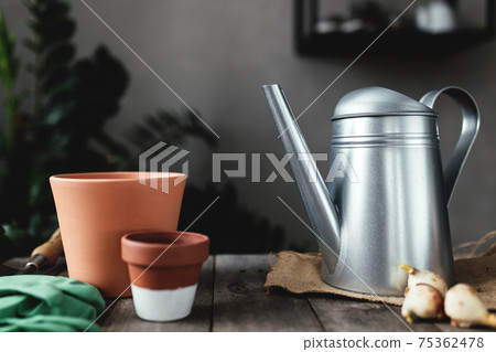Ceramic pots on old gray wooden table, tulip bulbs, can, gloves, garden shovel 75362478