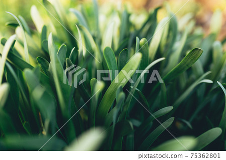 Small fresh green garlic leaves with macro effect 75362801