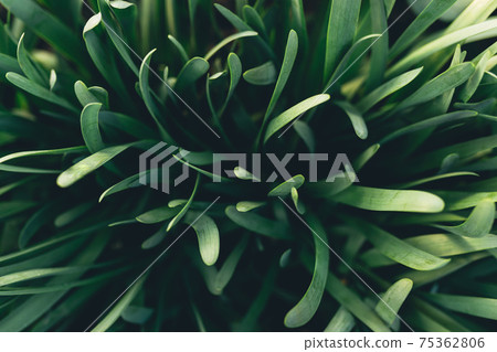 Small fresh green garlic leaves with macro effect 75362806