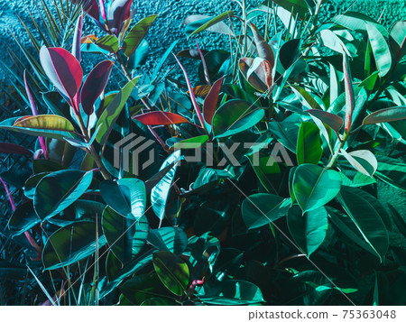 Trendy abstract botanical background with rubber tree 75363048