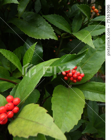 Red fruit leopard 75363096