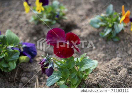 pansy pansy 75363111