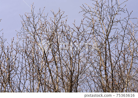 Pyramid hornbeam 75363616