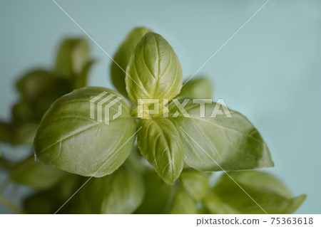 Common basil Common basil 75363618