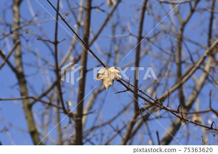 Field maple Field maple 75363620