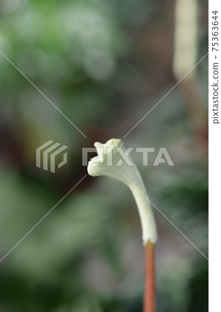 Radiator plant Lilian 75363644