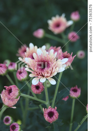 噴菊花 噴菊花 75363876