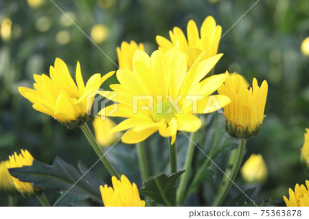 噴菊花 噴菊花 75363878
