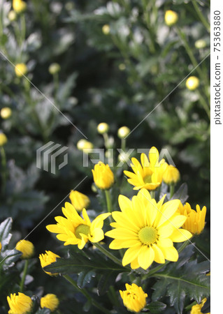 Spray chrysanthemum Spray chrysanthemum 75363880