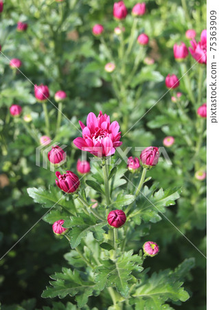 噴菊花 噴菊花 75363909