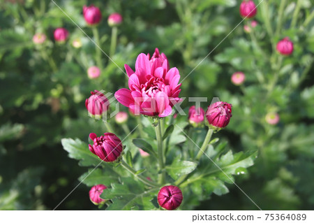 噴菊花 75364089