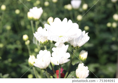 Spray chrysanthemum 75364091