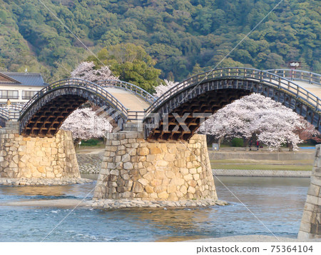 [Yamaguchi / Iwakuni] Kintaikyo Bridge and Sakura 75364104
