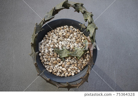肉質植物Ceropegia Bosseri 肉質植物Ceropegia Bosseri 75364328