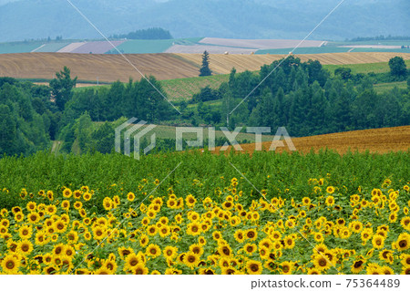 Summer Biei sunflower field 75364489
