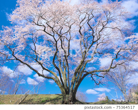 一棵櫻桃樹-宇治國櫻桃樹（八H城櫻桃樹埃德·希根） 75364517