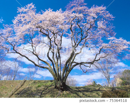 一棵櫻桃樹-宇治國櫻桃樹（八H城櫻桃樹埃德·希根） 75364518