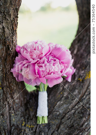 a bouquet of pink peonies lies on the trunk of a tree a bouquet of pink peonies lies on the trunk of a tree 75364540