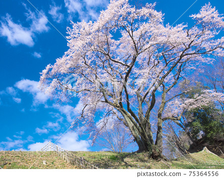 一棵櫻桃樹-宇治國櫻桃樹（八H城櫻桃樹埃德·希根） 75364556