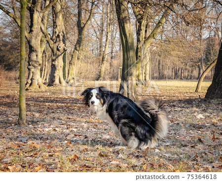 Australian Shepherd Dog at park 75364618