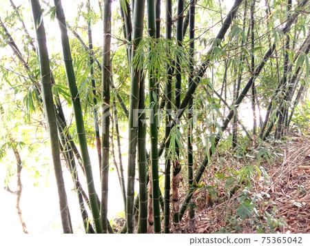 bamboo closeup on plant for sell 75365042