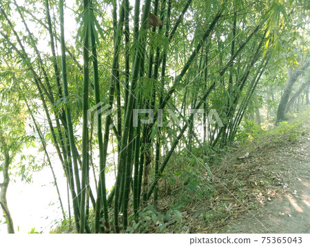 bamboo closeup on plant for sell 75365043