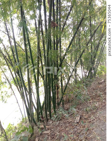 bamboo closeup on plant for sell 75365044