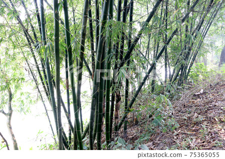 bamboo closeup on plant for sell 75365055