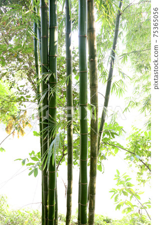 bamboo closeup on plant for sell bamboo closeup on plant for sell 75365056