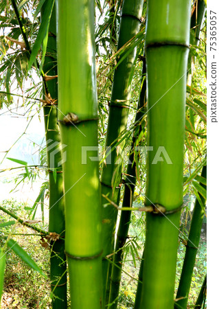 bamboo closeup on plant for sell bamboo closeup on plant for sell 75365057