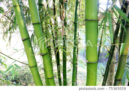 bamboo closeup on plant for sell 75365059