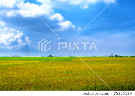 beautiful agriculture jasmine rice farm in the morning dark blue sky white cloud in rainy beautiful agriculture jasmine rice farm in the morning dark blue sky white cloud in rainy 75365129