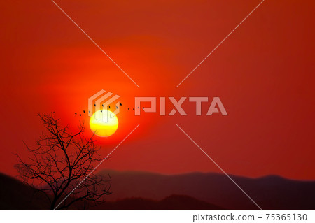Beautiful sunset back silhouette birds flying and dry trees in the dark red sky mountain 75365130