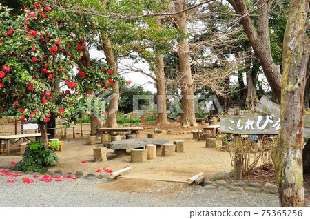 鎌倉市Genjiyama公園Komorebi廣場和山茶花盛開 鎌倉市Genjiyama公園Komorebi廣場和山茶花盛開 75365256