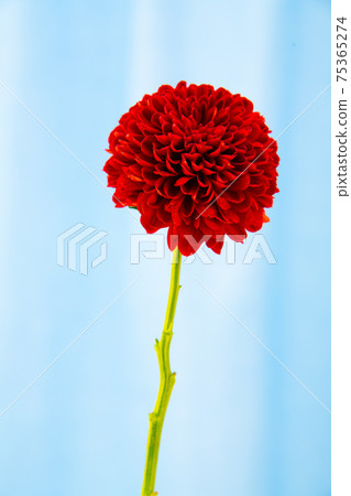 乒乓球媽媽(阿布隆)在藍色背景上 乒乓球媽媽(阿布隆)在藍色背景上 75365274