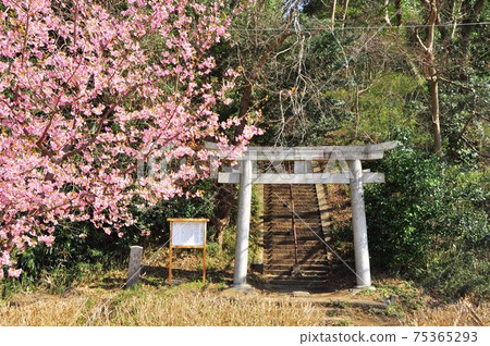 Oba Shrine Torii and Kawazu Sakura near Hikichigawa Water Park in Fujisawa City, Kanagawa Prefecture Oba Shrine Torii and Kawazu Sakura near Hikichigawa Water Park in Fujisawa City, Kanagawa Prefecture 75365293