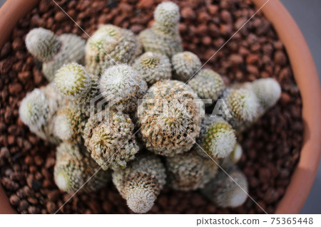 Cactus Rawi Copiapoa 75365448