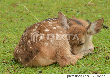 Deer record 38 75365449