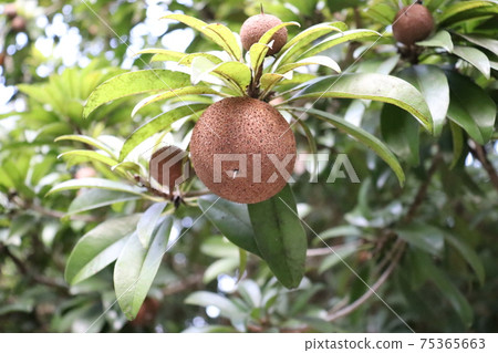 tasty and healthy sapodilla on tree tasty and healthy sapodilla on tree 75365663