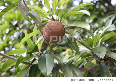 tasty and healthy sapodilla on tree tasty and healthy sapodilla on tree 75365665