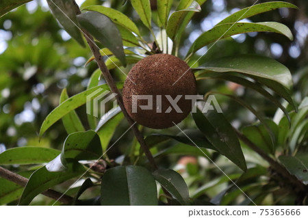 tasty and healthy sapodilla on tree 75365666